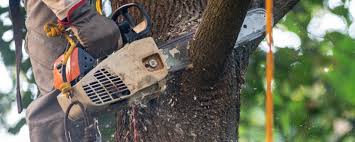 Professional  Tree Services in Princeton, FL