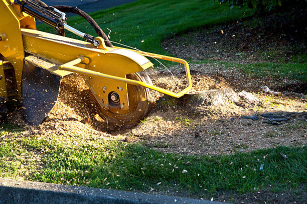 Why Choose Our Tree Removal Services in Princeton, FL?